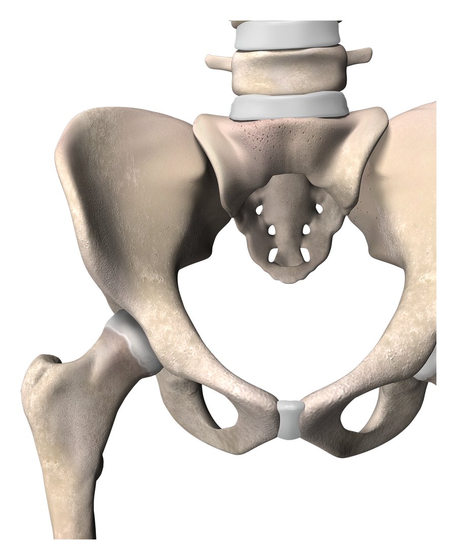 3D illustration of a pelvis with a healthy hip joint, smooth cartilage cushioning the ball and socket